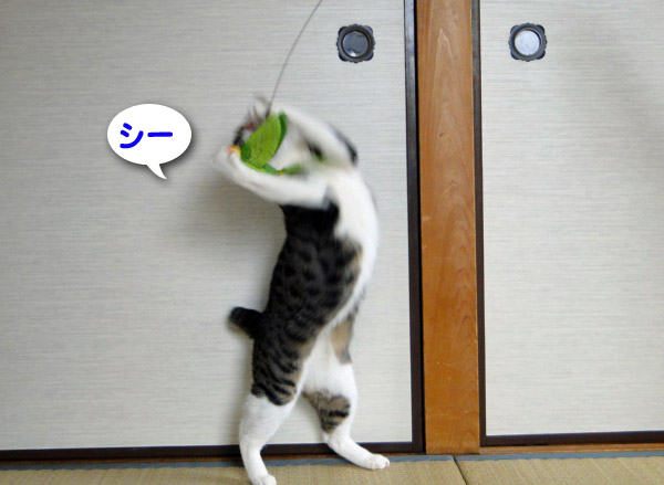 ソー
