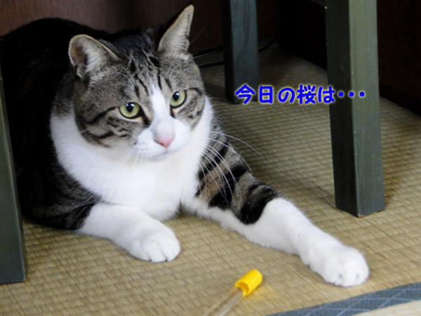 今日の桜は