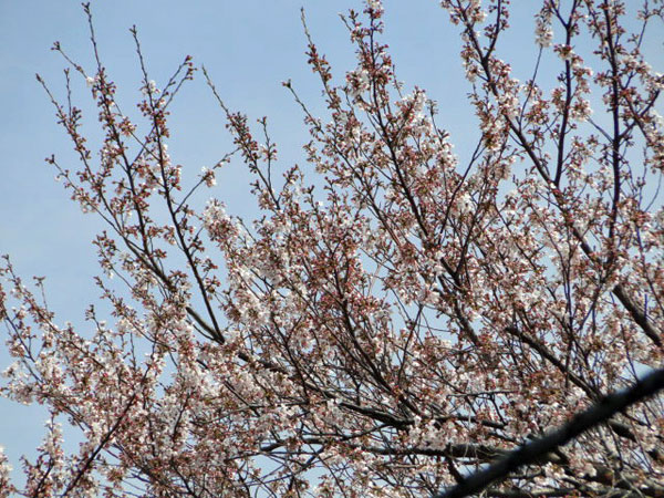 桜1
