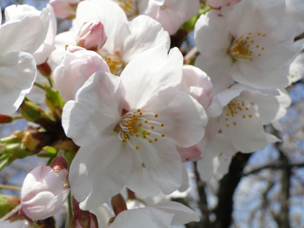 桜2
