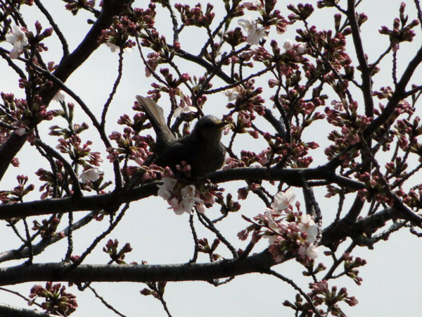 鳥さん