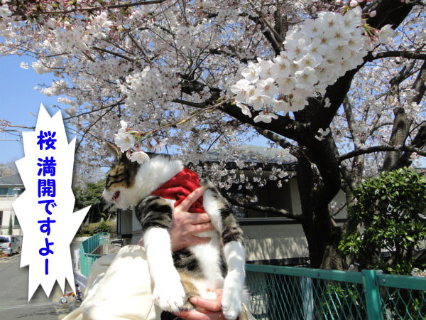 満開ですよー