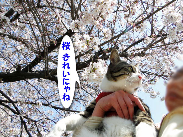 桜、きれいにゃね