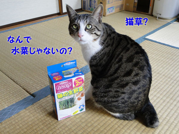 なんで水菜じゃないにゃ?