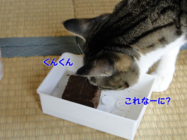 これなーに?