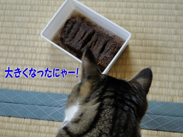 大きくなったニャ~!