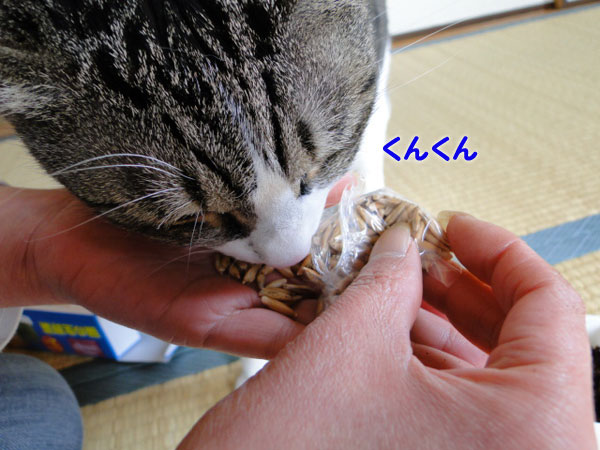 くんくん