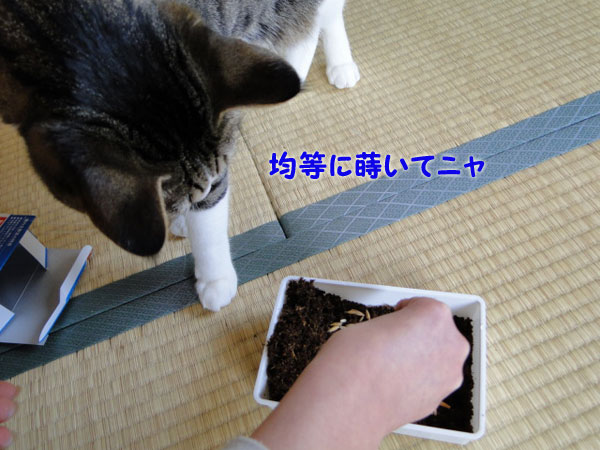 均等に蒔いてにゃ