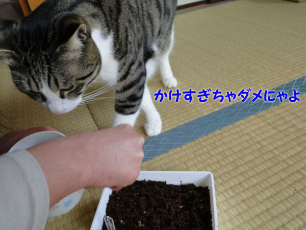 かけ過ぎちゃダメにゃよ