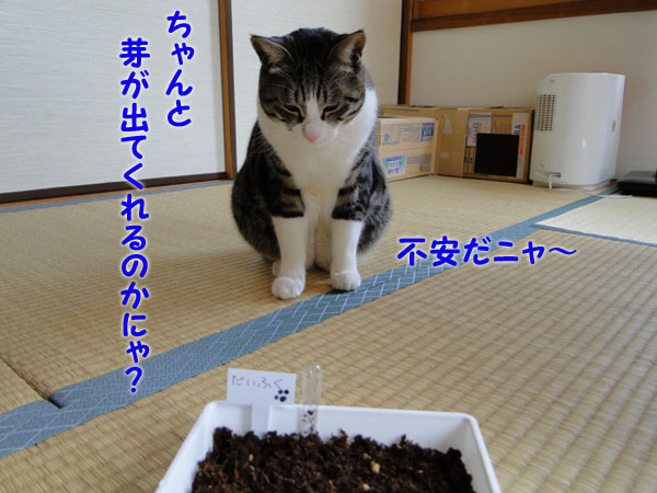 ちゃんと芽が出るのかにゃ~?