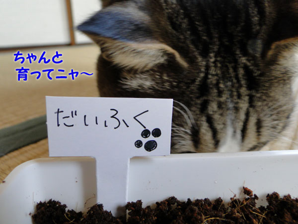 ちゃんと育つにゃよ