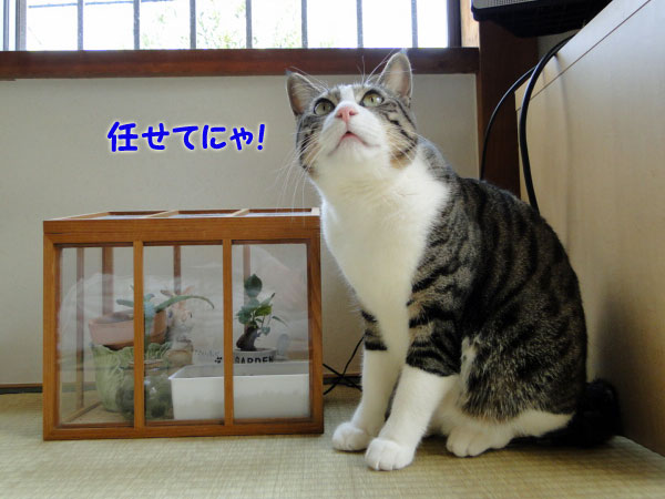 任せてニャ!