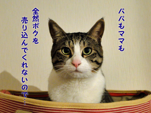 パパもママも全然ボクを売り込んでくれないので・・・