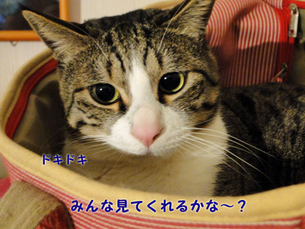 みんな見てくれるかなぁ~?