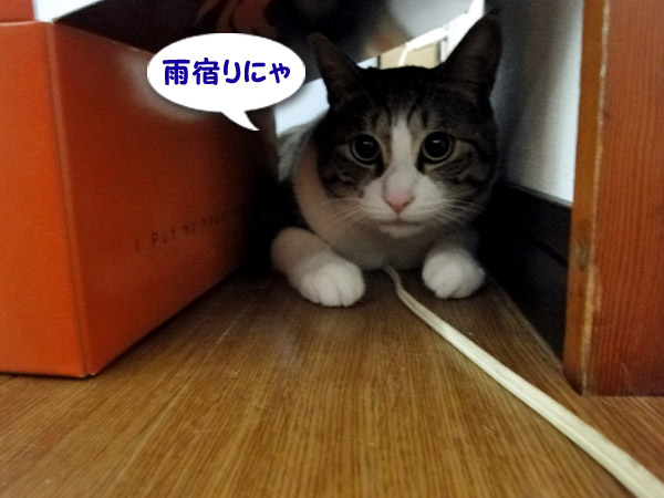 雨宿りにゃ