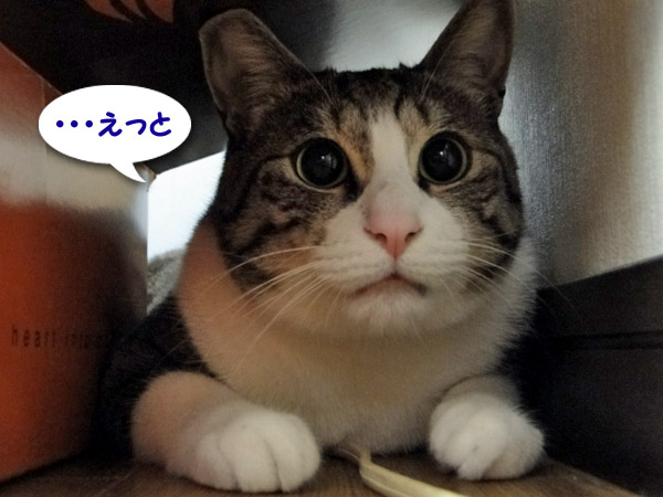 可愛いでしょ?