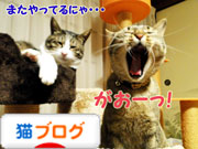 にほんブログ村 猫ブログへ