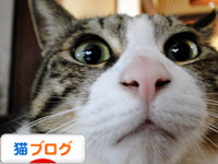 にほんブログ村 猫ブログへ