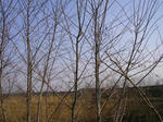 harienju070331b_u.jpg