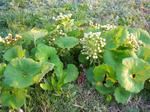 5huki070429a_u1.jpg