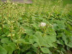 5huki070503b_u1.jpg
