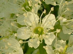 5hana_siro070514m_u1.jpg
