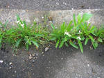 5hana_siro070514a_u1.jpg