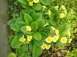 5hana_kiiro070515a_u1.jpg