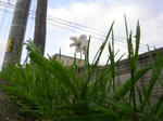 5hana_siro070514h_u1.jpg