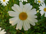 5hana_huransugiku070603c_u1.jpg