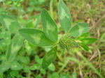 5hana070717e_u2.jpg