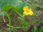 5hana_kabotya070720a_u1.jpg