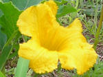 5hana_kabotya070720a_u2.jpg