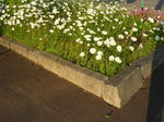 5huranusugiku070603a_u1.jpg