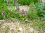 5himeodoriko20080419SANY0136_u1.jpg