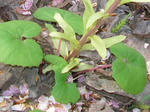 5huki20080429SANY0004_u2.jpg