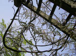 6huji20080504SANY0076u1.jpg