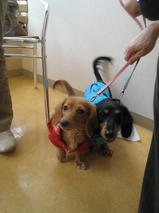 レンくん＆リンちゃん　T