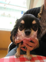 みくちゃん＆チョコちゃん　T