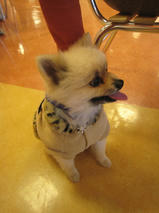 ピーちゃん＆チビちゃん　T