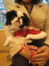 キャンディーちゃん　T