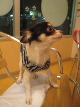 クロスちゃん＆ロコちゃん　T