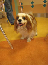 クッキーちゃんｓ