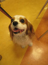 クッキーちゃんｓ