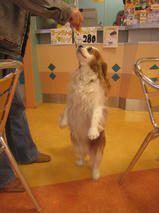 クッキーちゃんｓ