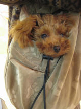 タッチ君とミリーちゃんｓ