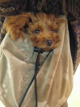 タッチ君とミリーちゃんｓ