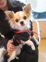 マロンちゃん　T