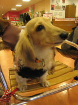 ココちゃん＆ネネちゃん　ケリーちゃん　T