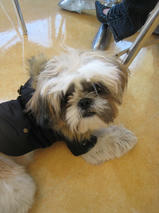 チョッパーくん　T